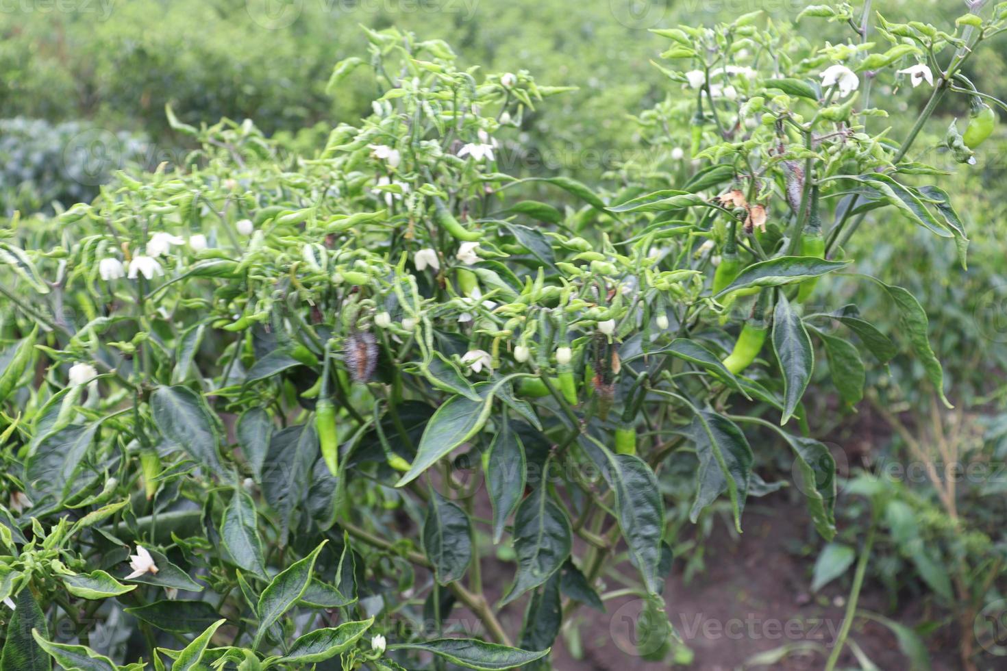 groen gekleurde chili op boom foto