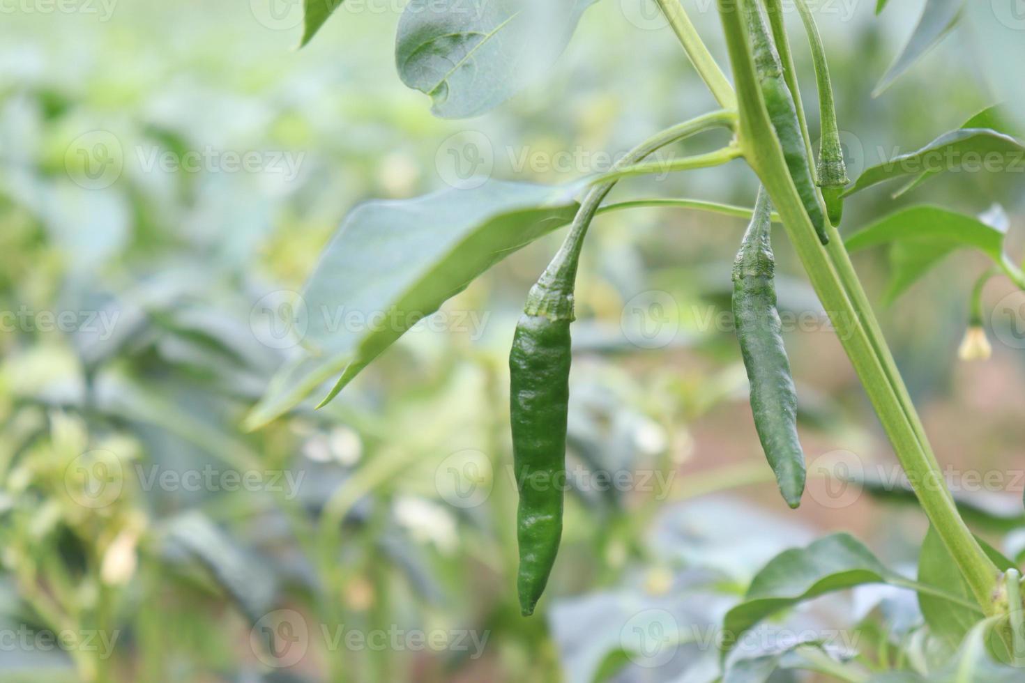 groen gekleurde chili op boom foto