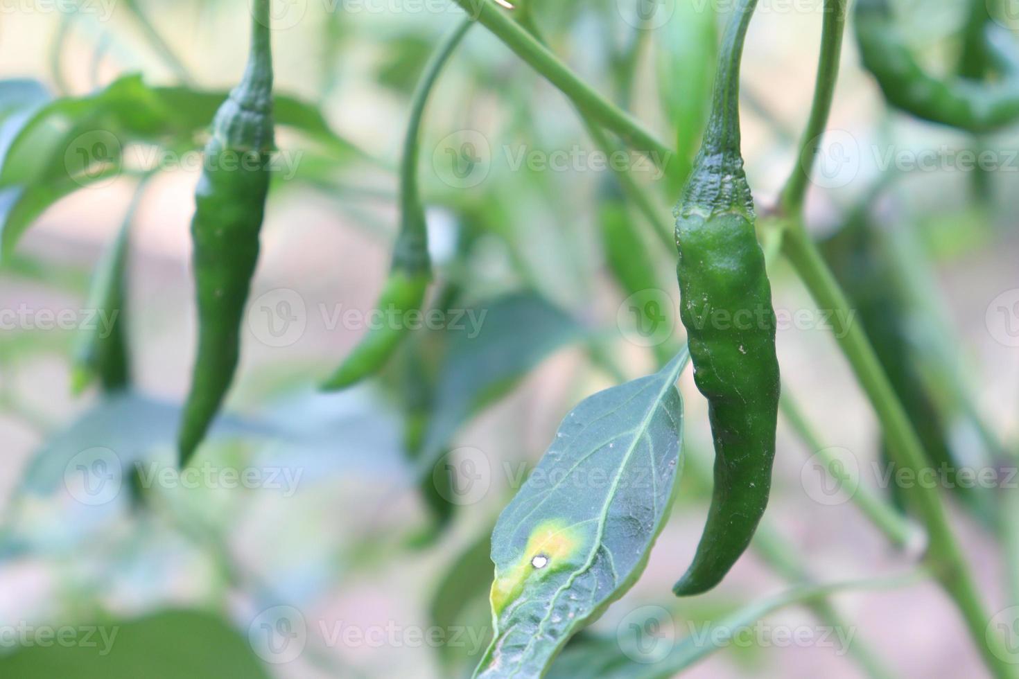 groen gekleurde chili op boom foto