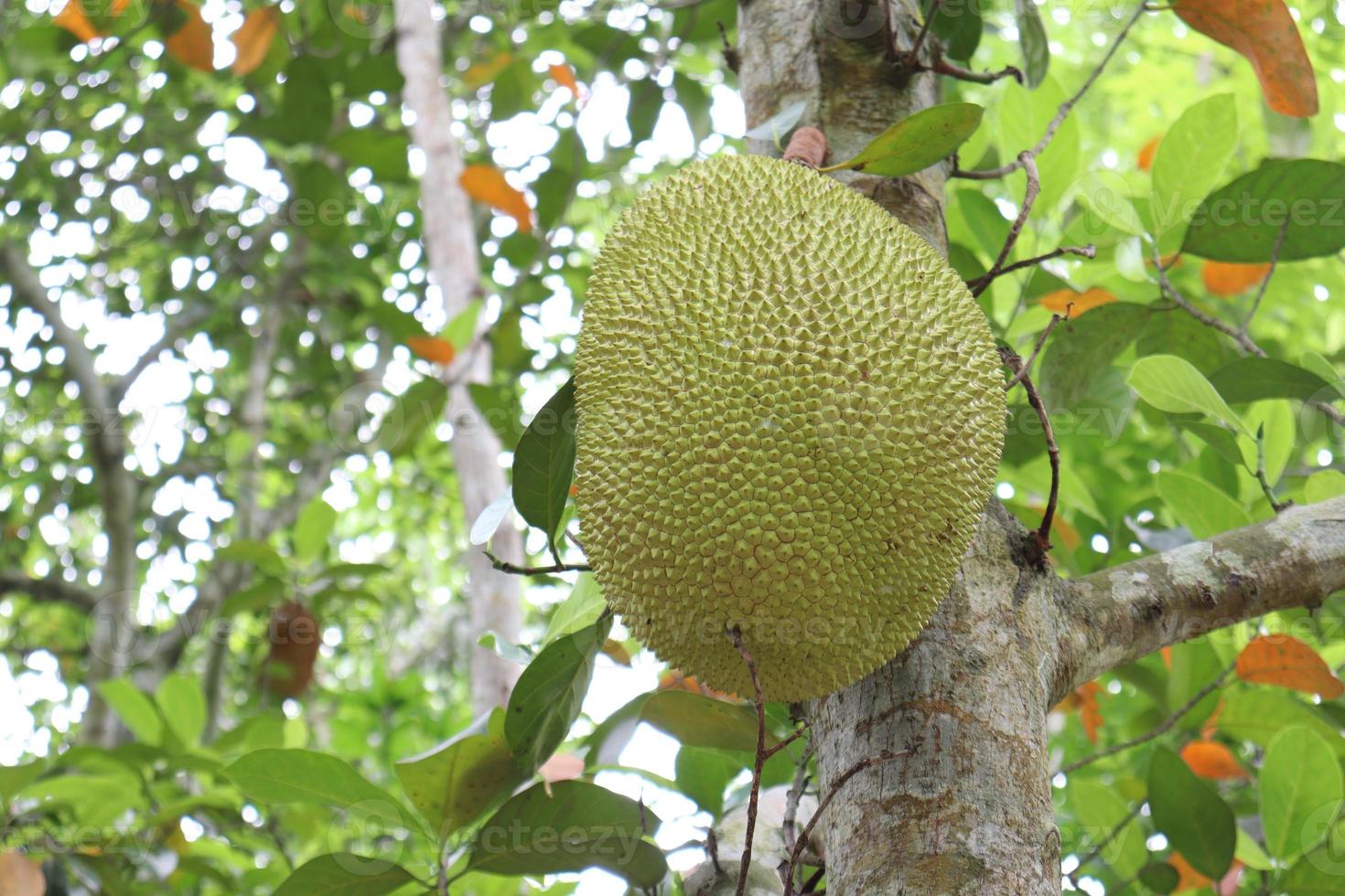 jackfruit voorraad op boom in de boerderij foto