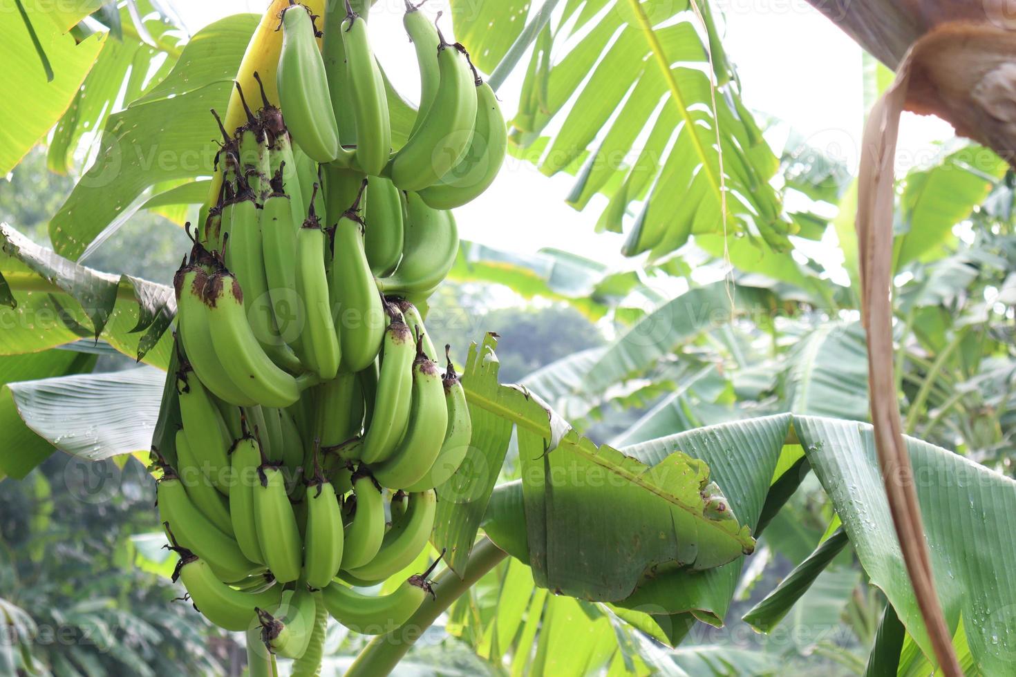 bananentros op boom in stevig foto