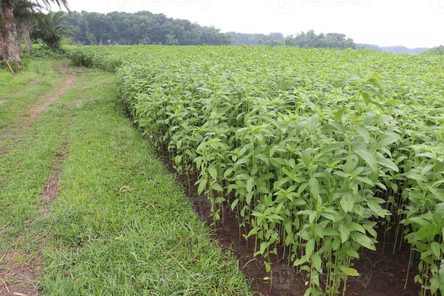 groen gekleurde jute boerderij op veld foto