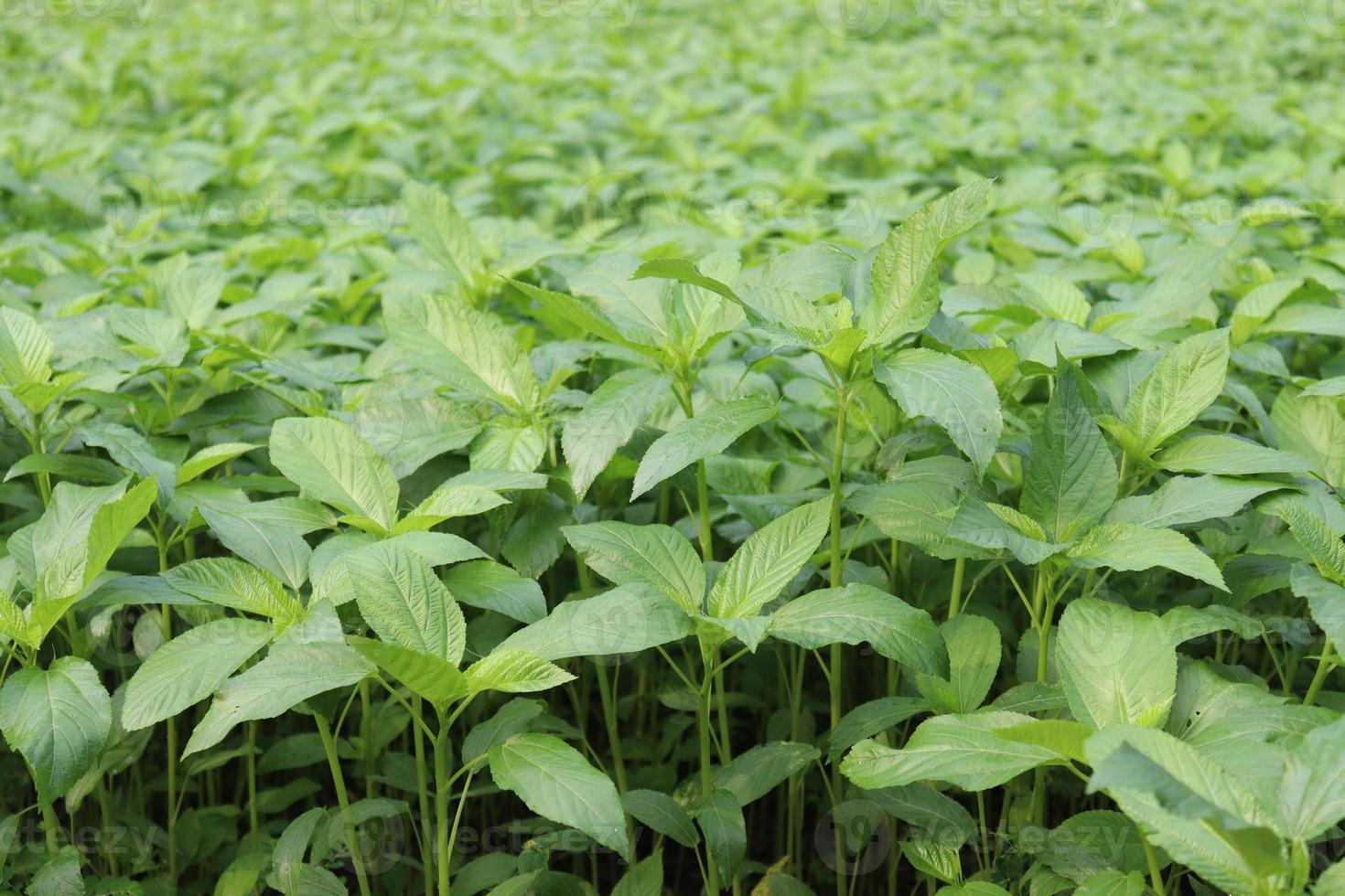 groen gekleurde jute boerderij op veld foto