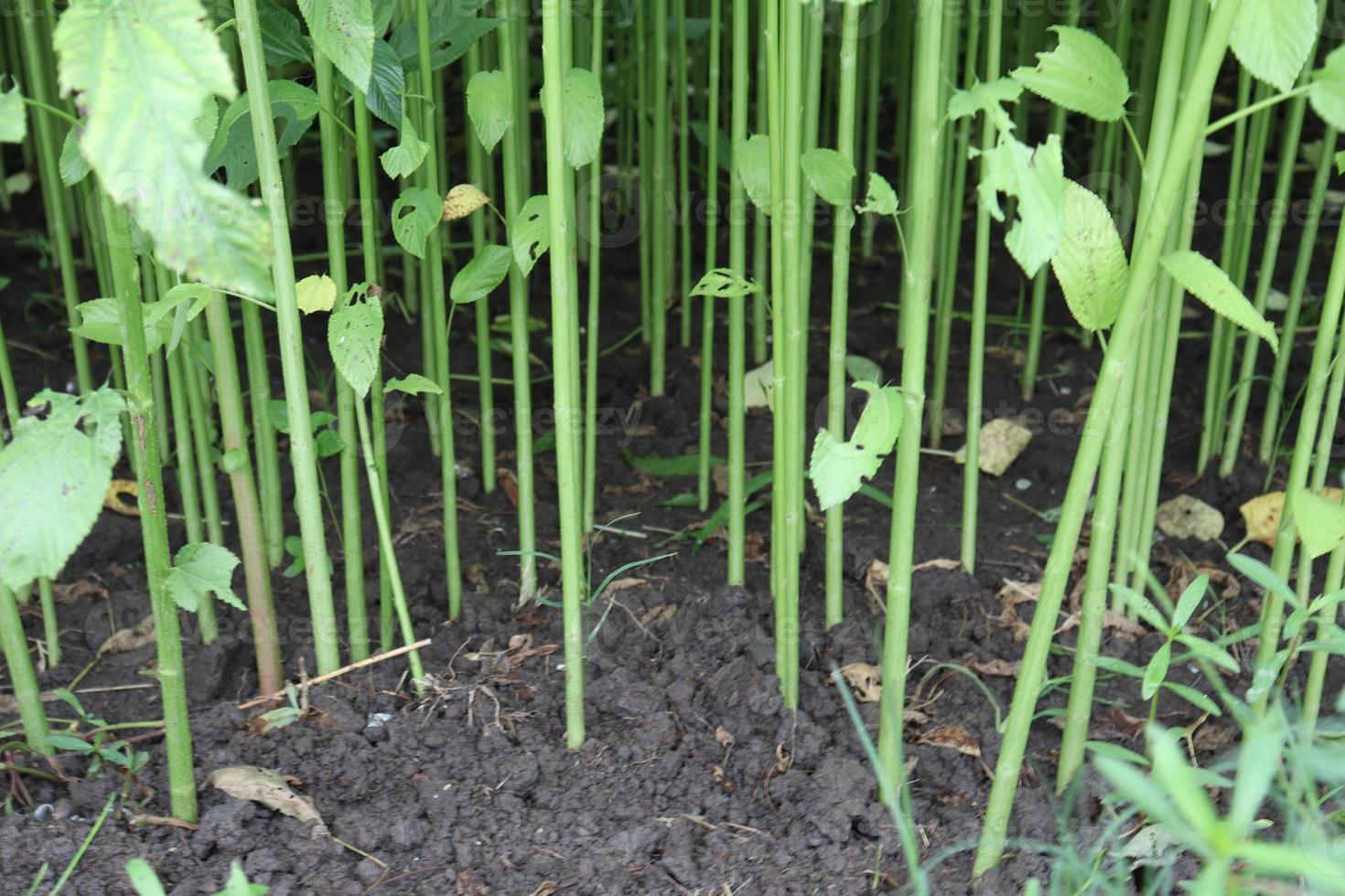 groen gekleurde jute boerderij op veld foto