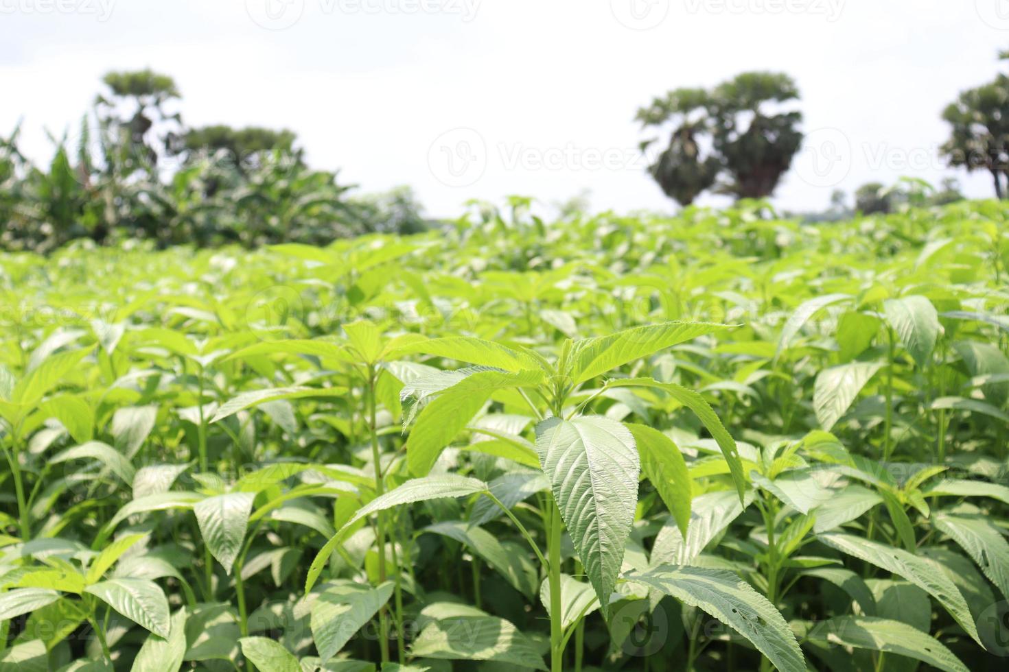 groen gekleurde jute boerderij op veld foto