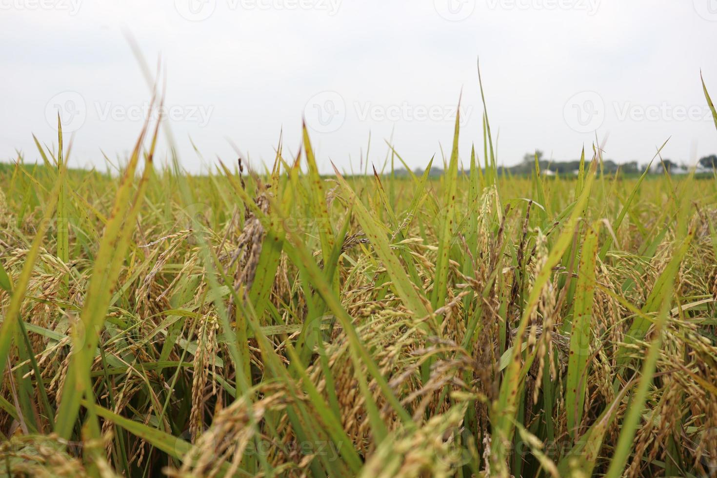 rijpe rijstboerderij op veld foto