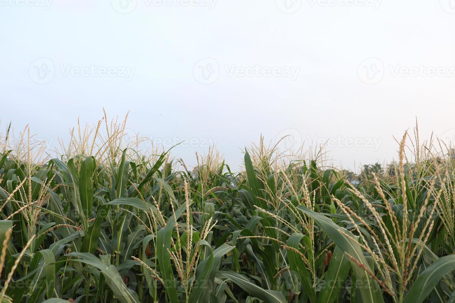 groen gekleurde maïsboom stevig op het veld foto