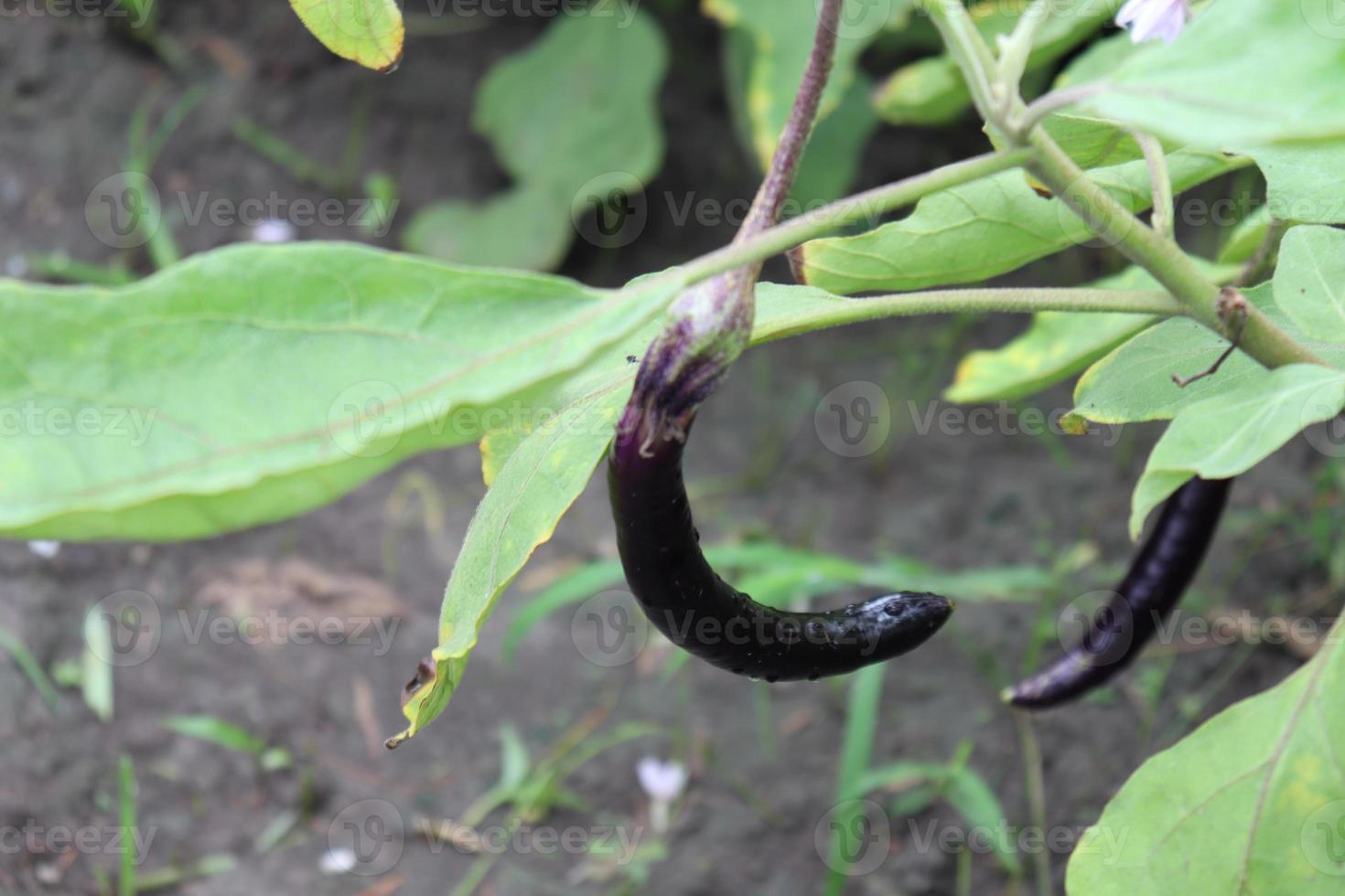 aubergine met boom op de boerderij foto