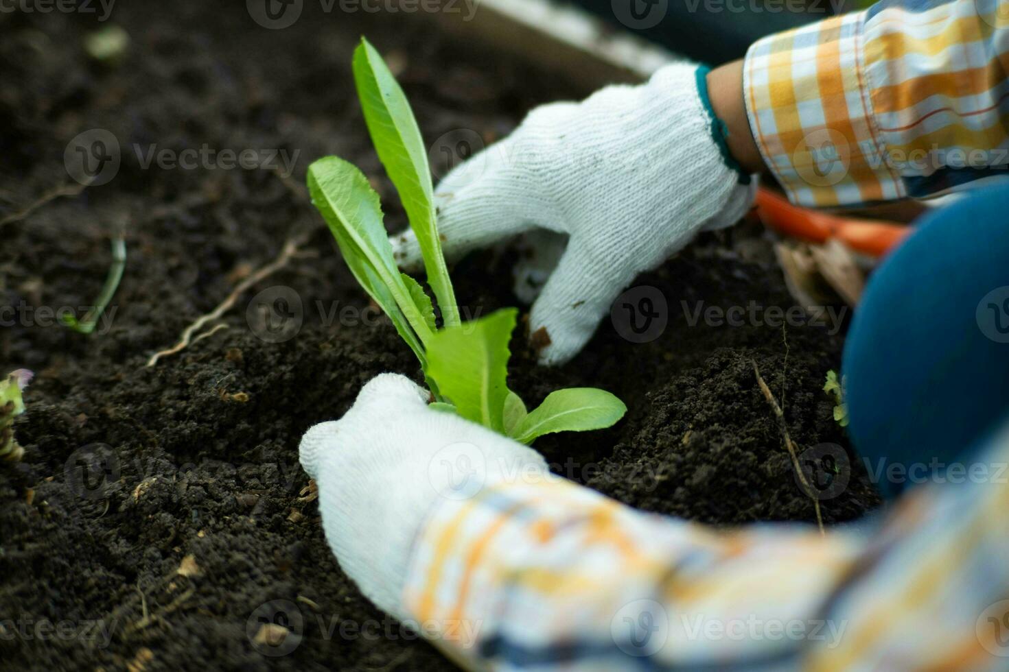 jong Aziatisch vrouw boer werken in biologisch tuin groenten. vrouw aanplant groen salade in de lente. gekruld groen bladeren van groen sla groeit in een tuin. foto