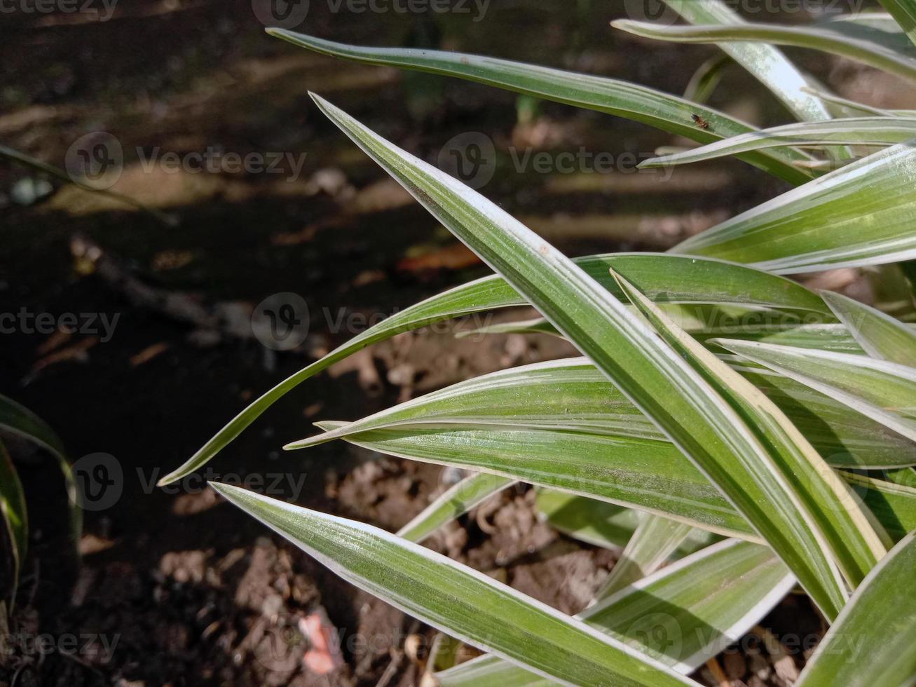 groen gekleurde bladvoorraad op tuin foto