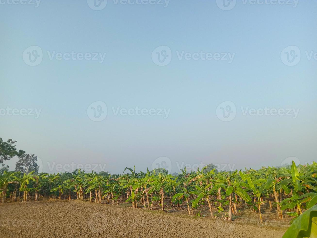 groene boom en blauwe lucht close-up foto