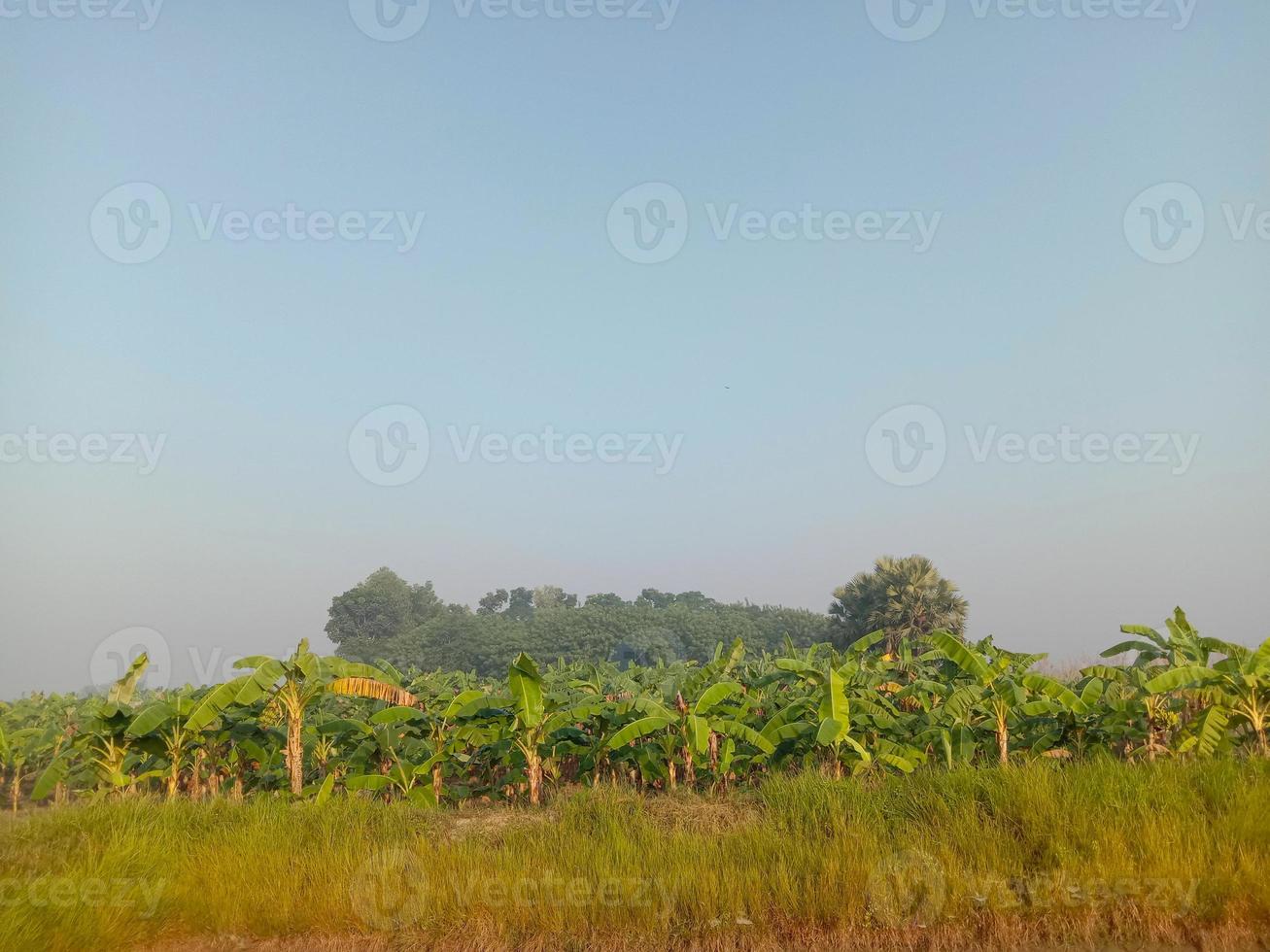 groene boom en blauwe lucht close-up foto