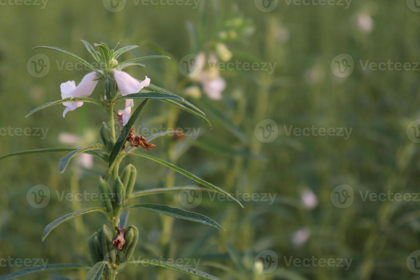 gezonde en groene sesamboerderij foto