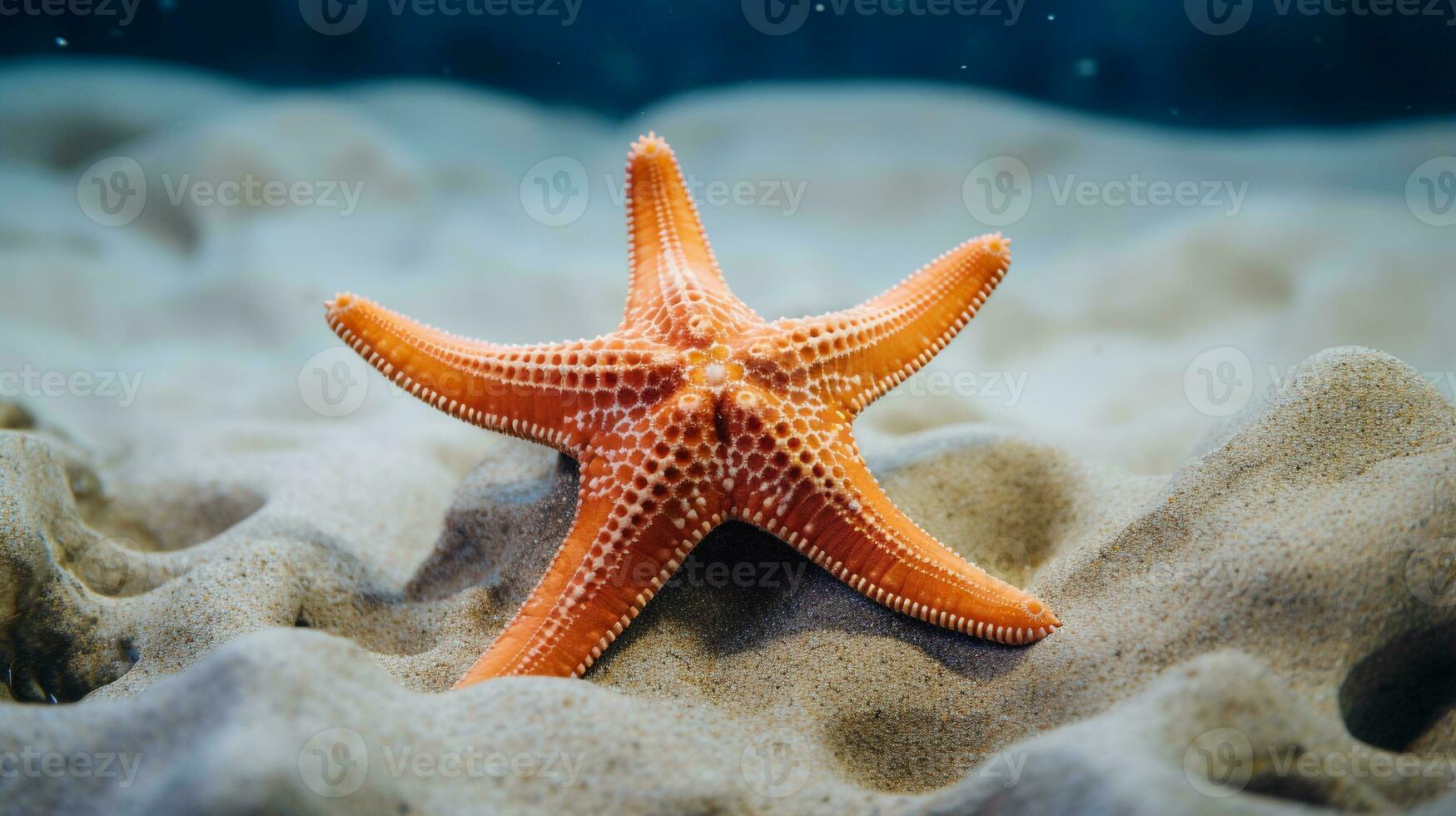 dieren in het wild fotografie van foto van zeester. generatief ai