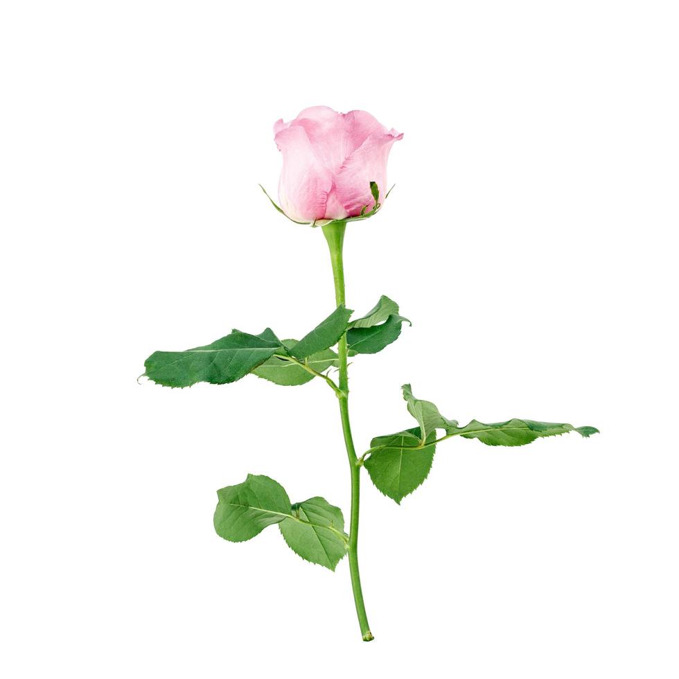 verse roze rozen geïsoleerd op een witte achtergrond. liefde en Valentijnsdag. foto