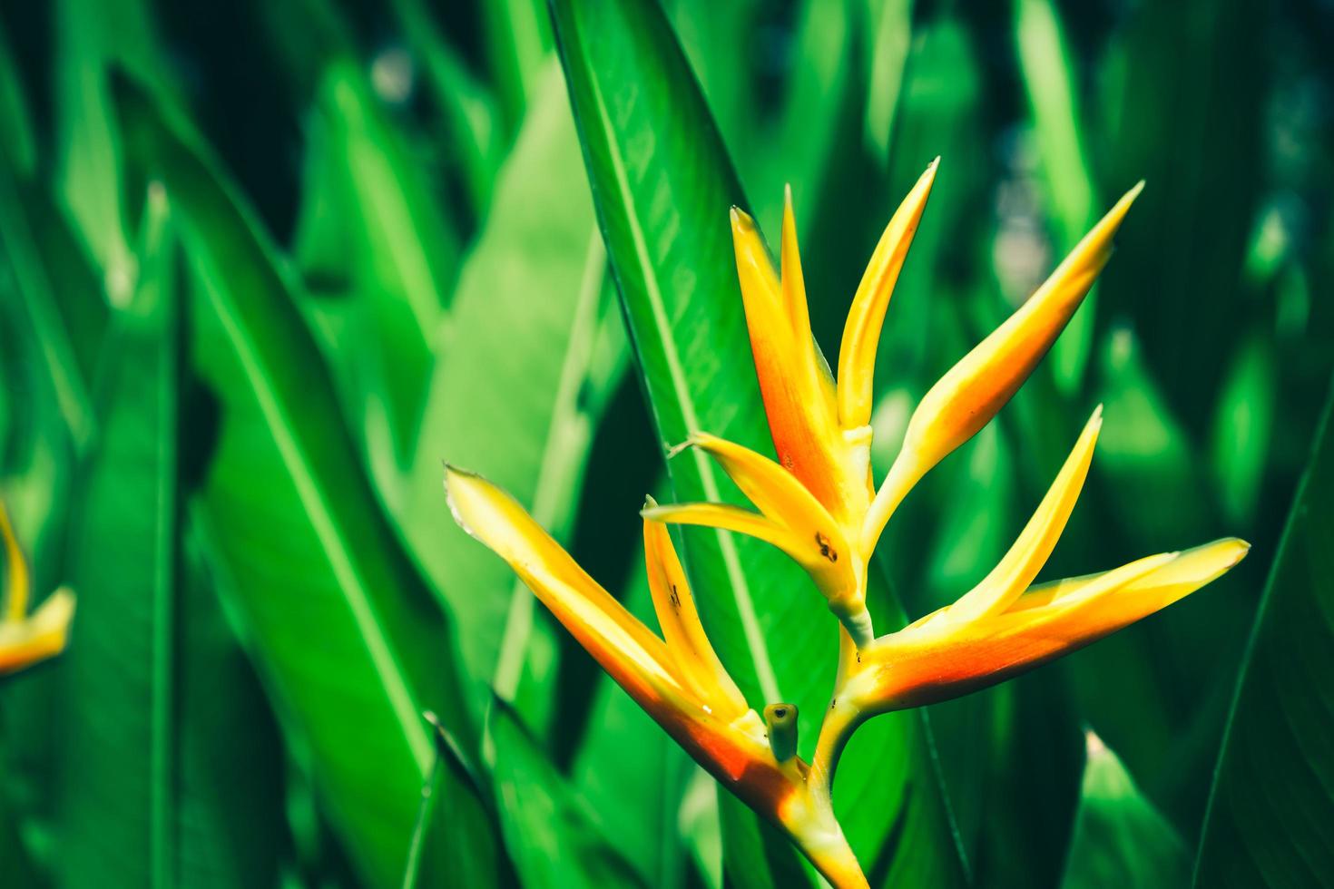 groen verlof natuur foto