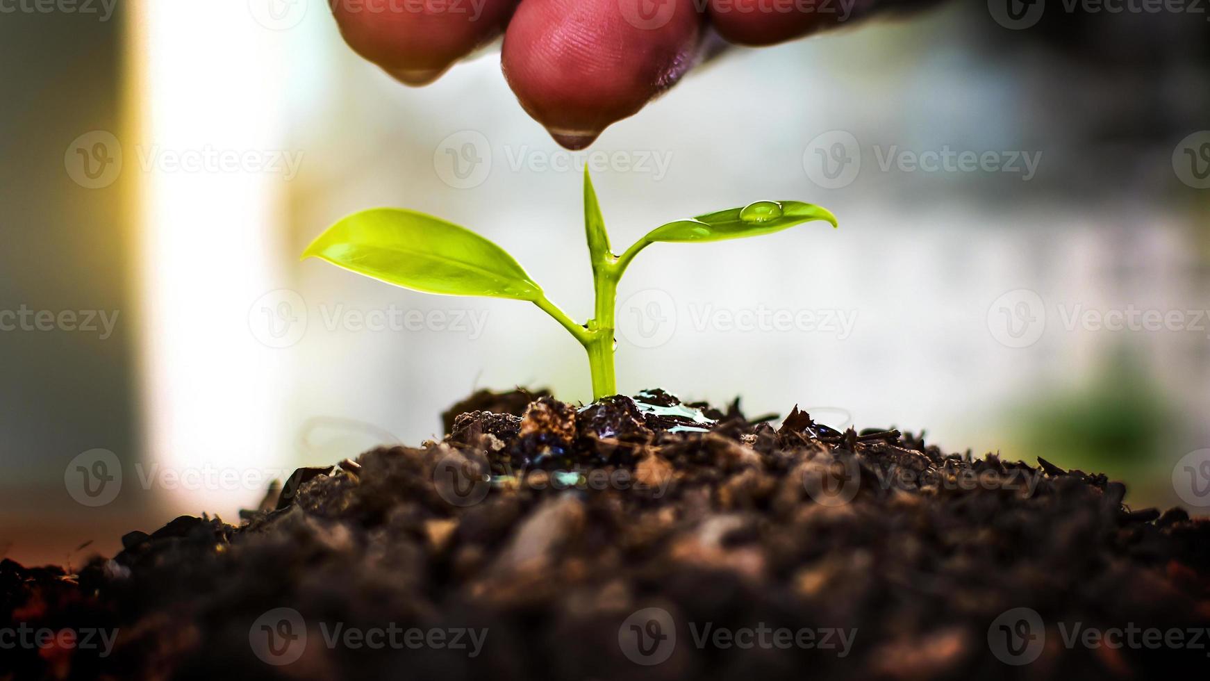 planten kweken. handverzorgende en bewaterende planten die groeien op vruchtbare grond met een natuurlijke groene achtergrond. foto