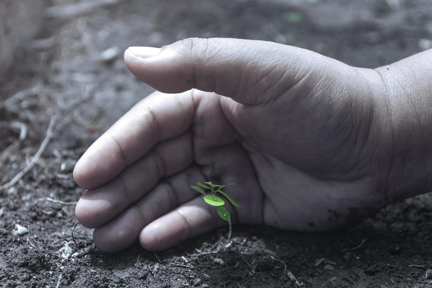 handen beschermen groeiende planten. red aarde planeet wereld concept. de natuur redden. milieubescherming. verzorgende boom groeiend op vruchtbare grond. foto