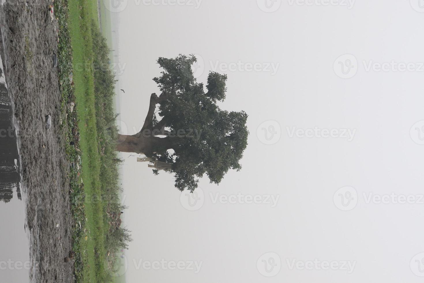 groene boom en blauwe lucht close-up foto