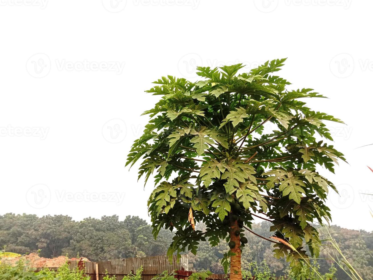 papajaboom met groen blad foto