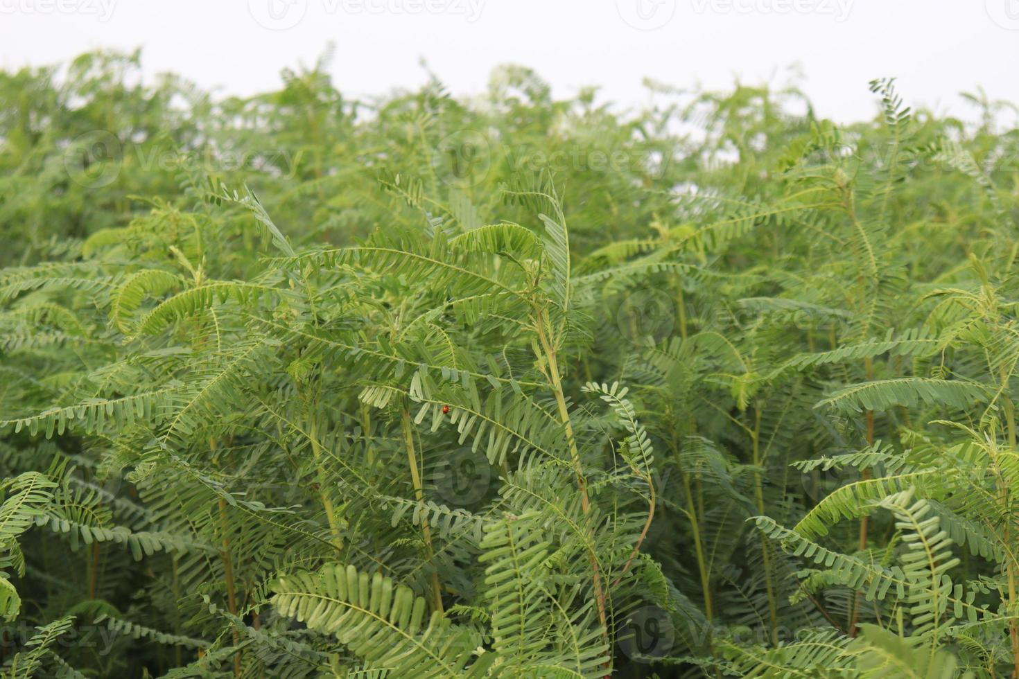 groen gekleurde dhaincha boom plant foto