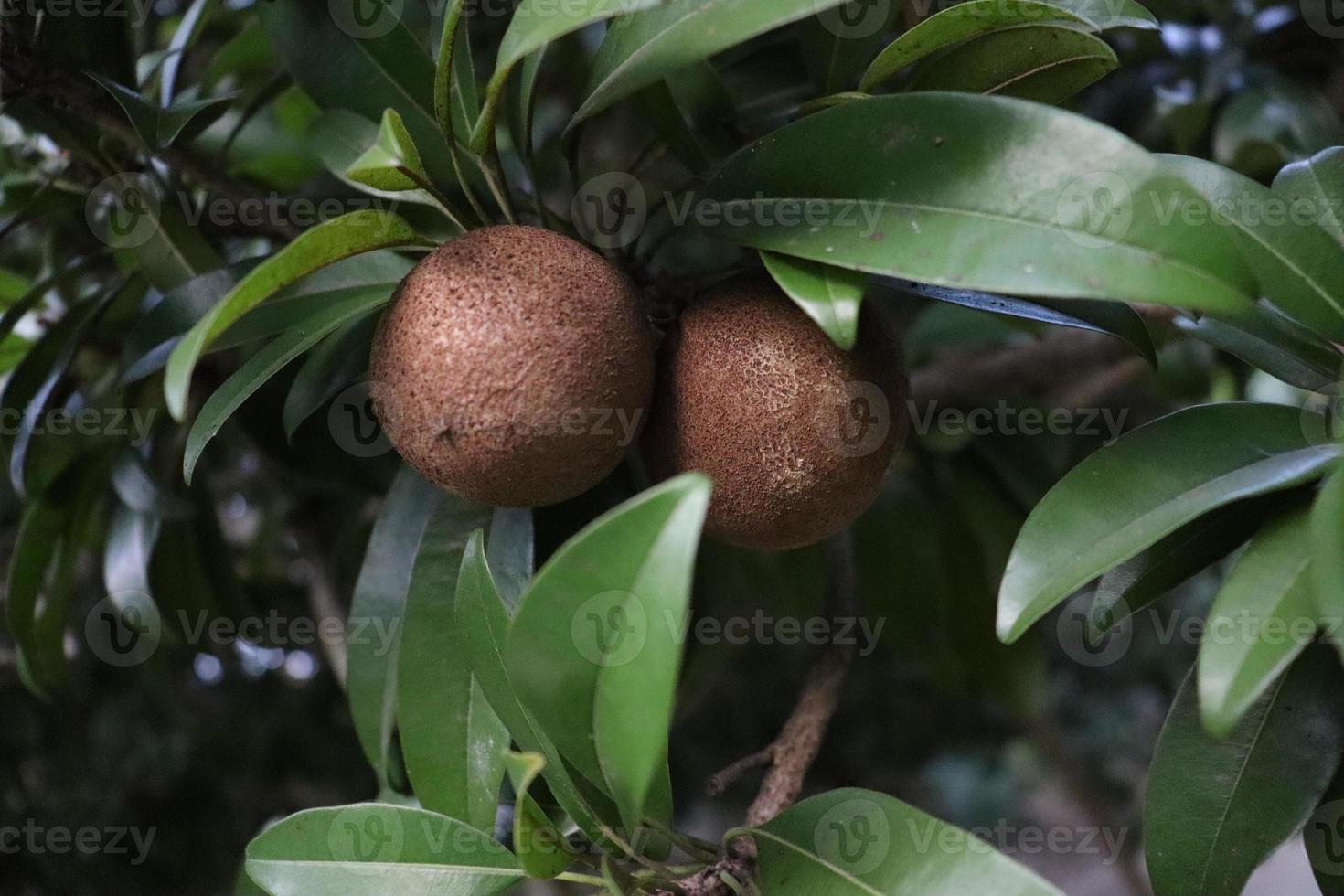 Sapodilla close-up op boom in farm foto