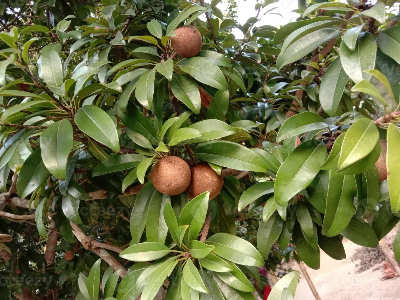 Sapodilla close-up op boom in farm foto