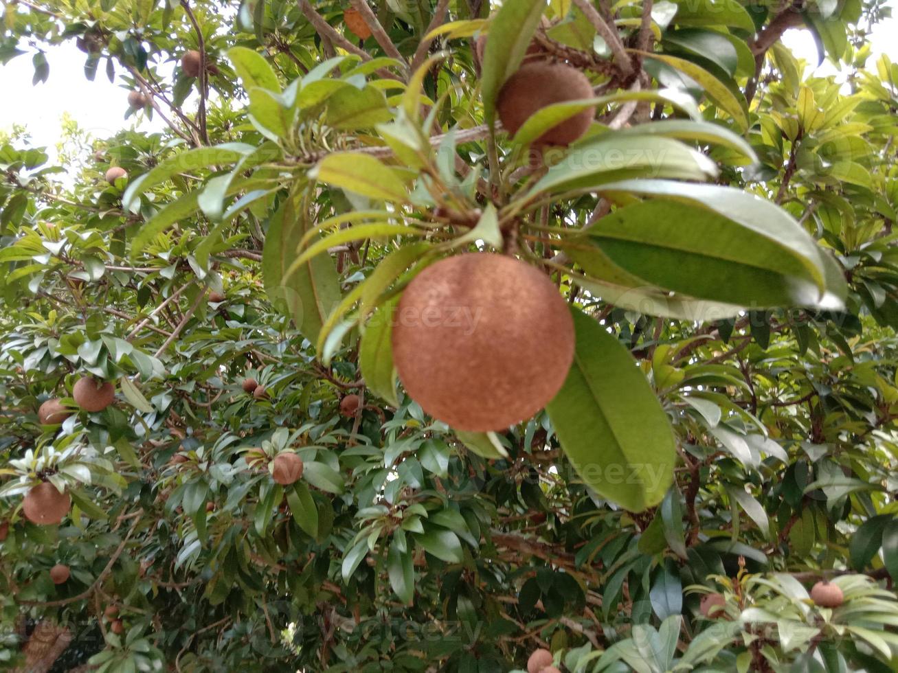 Sapodilla close-up op boom in farm foto