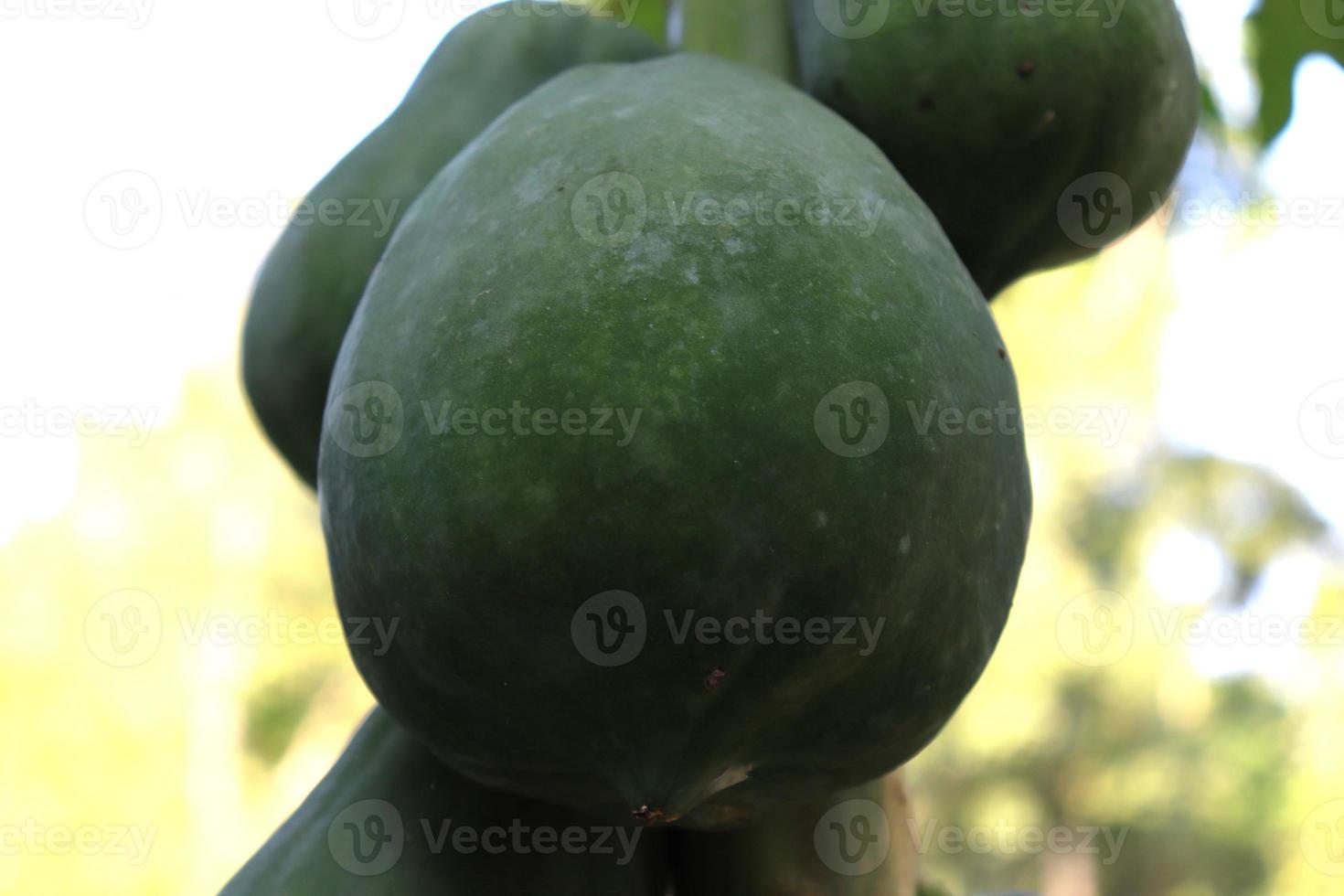 gezonde groene rauwe papajabouillon foto