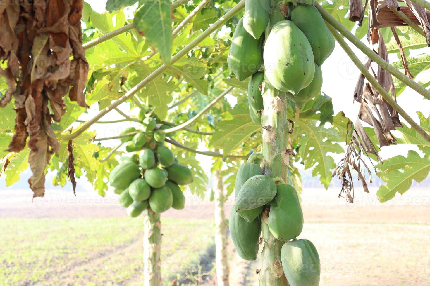 gezonde groene rauwe papajabouillon foto