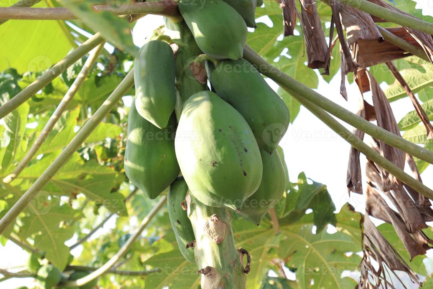 gezonde groene rauwe papajabouillon foto