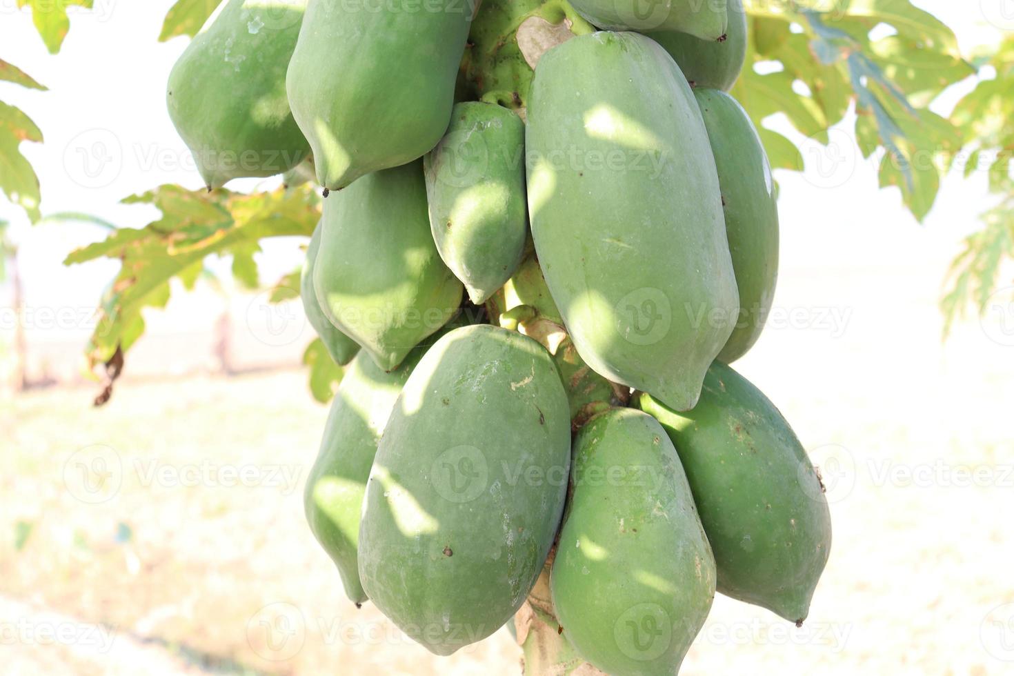 gezonde groene rauwe papajabouillon foto