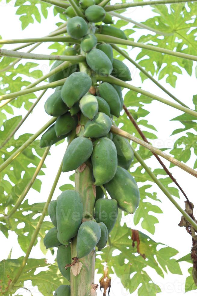 gezonde groene rauwe papajabouillon foto