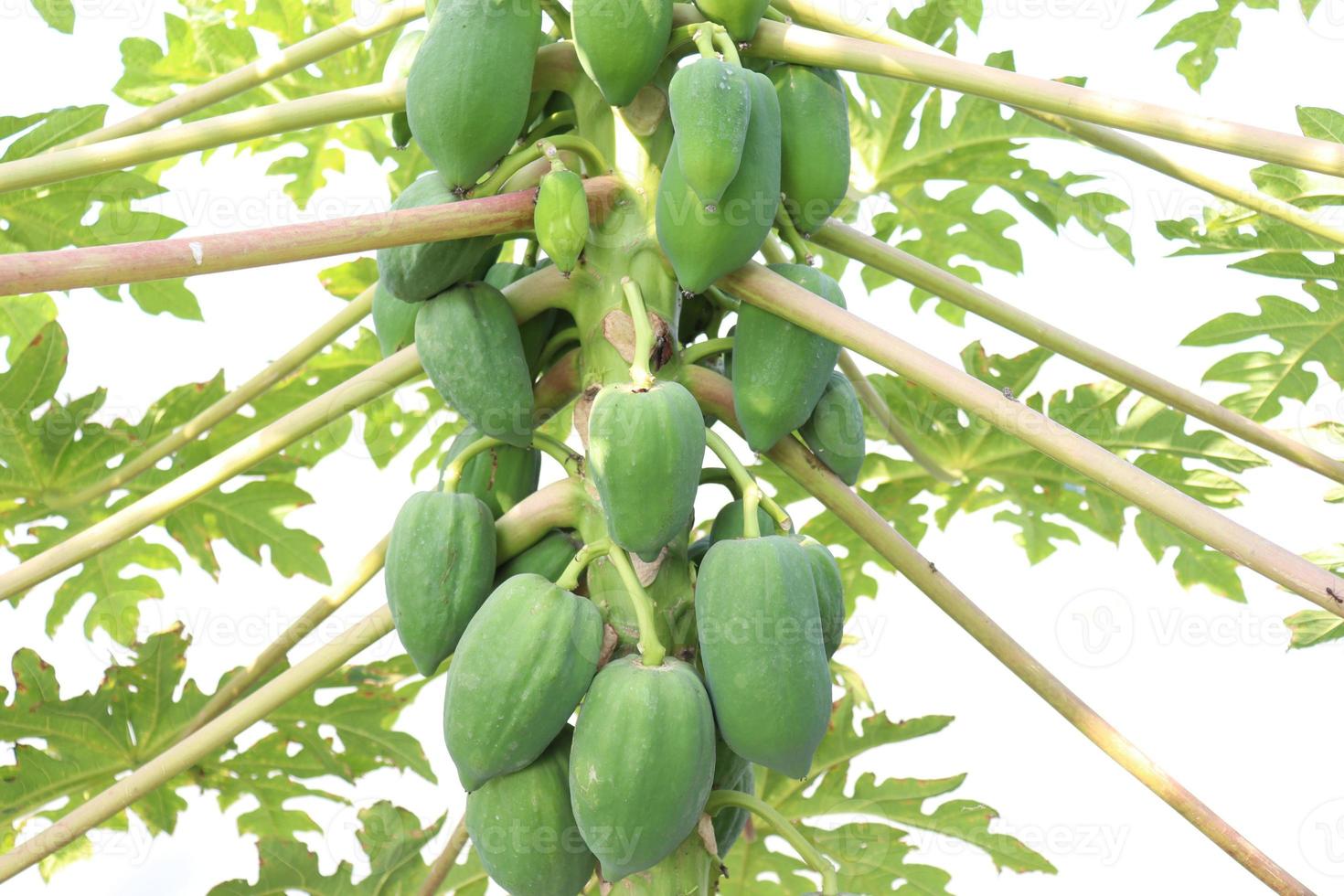 gezonde groene rauwe papajabouillon foto