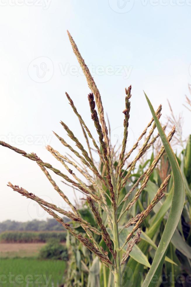 groen gekleurde maisboom stevig met bloem foto