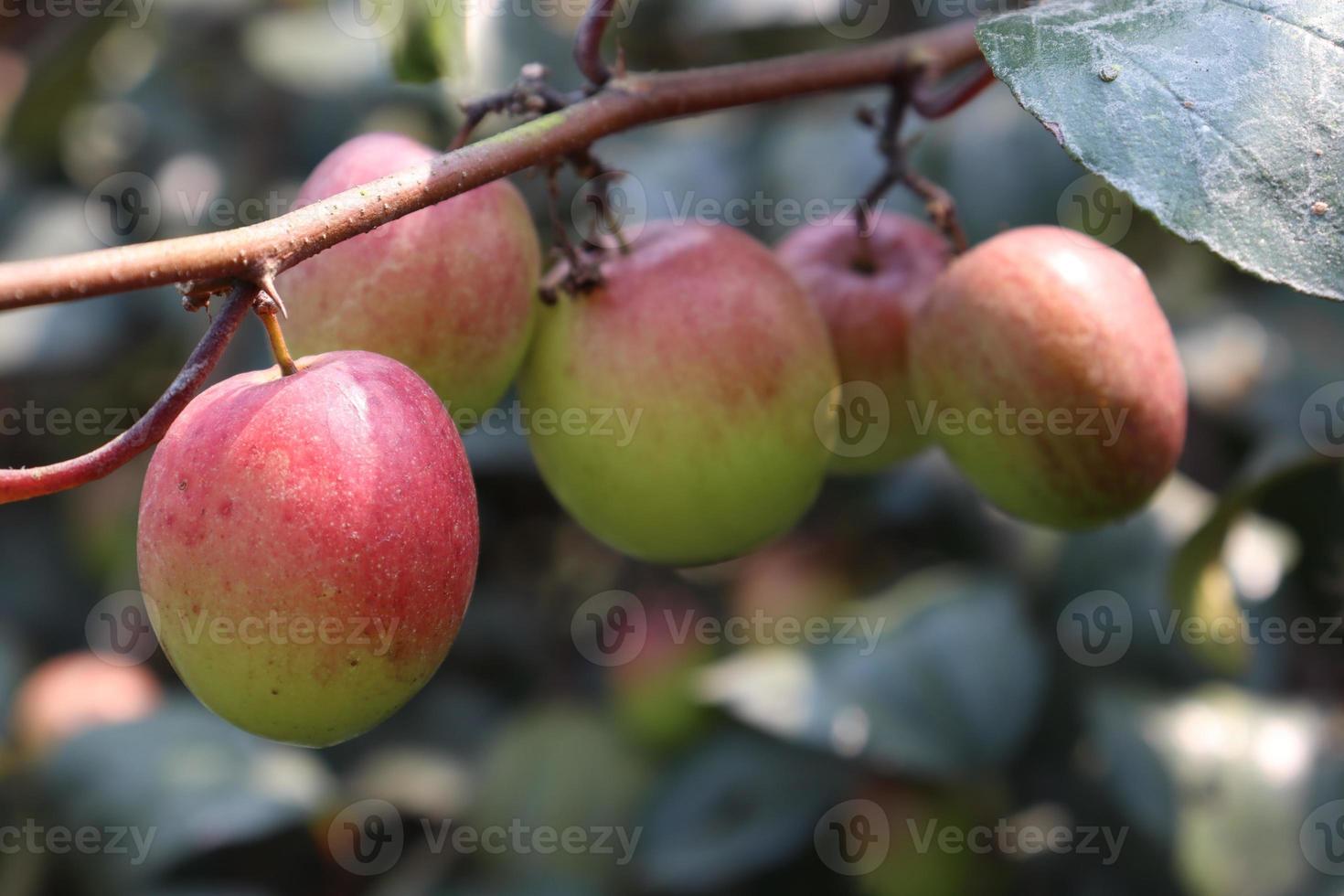 jujube close-up met boom op stevig foto