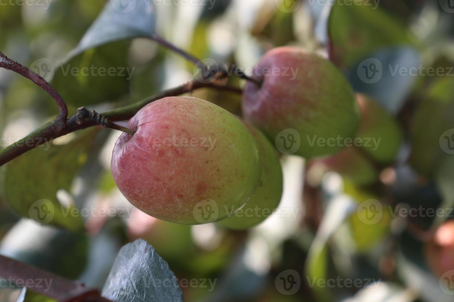 jujube close-up met boom op stevig foto