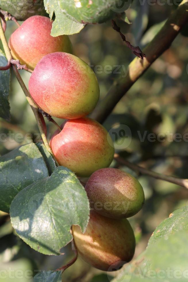 jujube close-up met boom op stevig foto