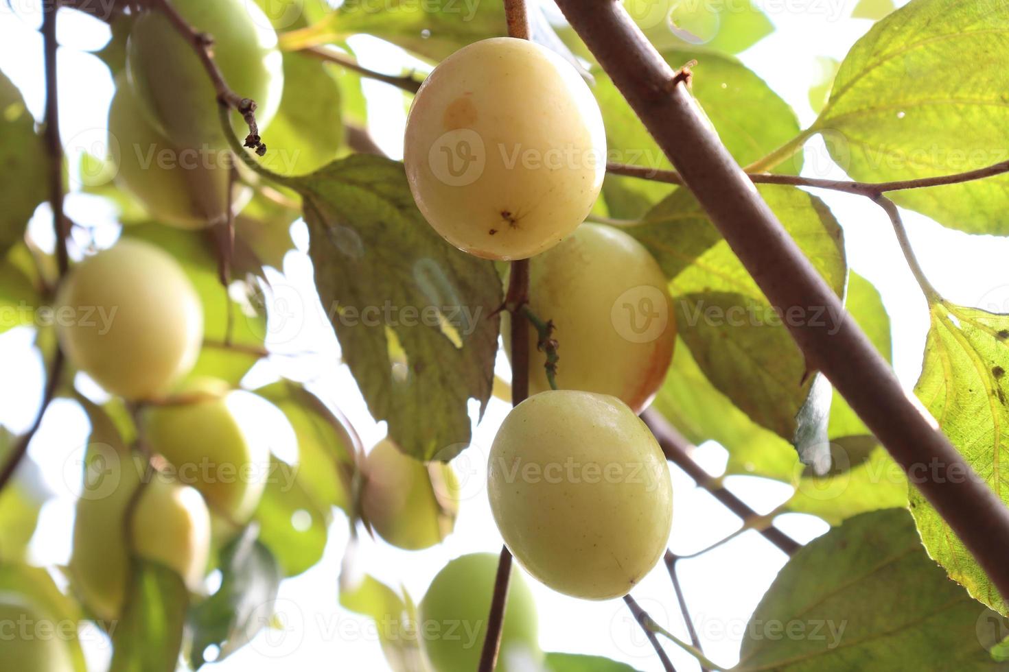 rijpe jujube op boom in stevig voor oogst foto