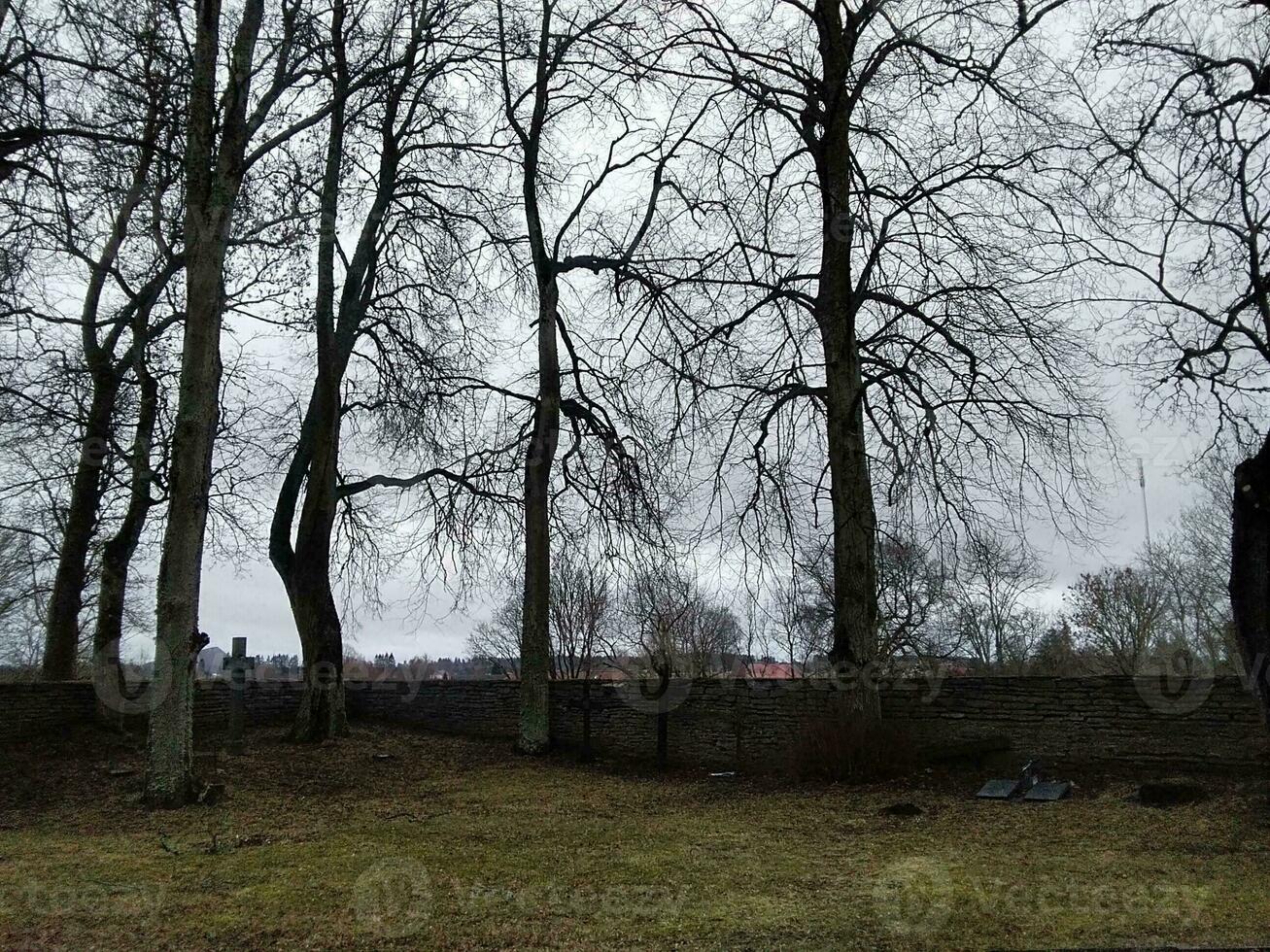 beeld van een oud begraafplaats in Estland met groot bomen foto