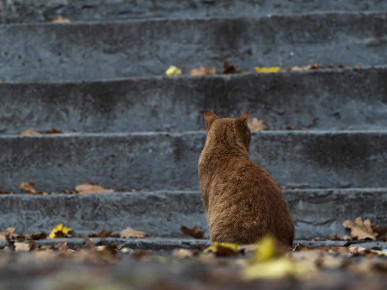 straatgemberkat in herfstgebladerte foto