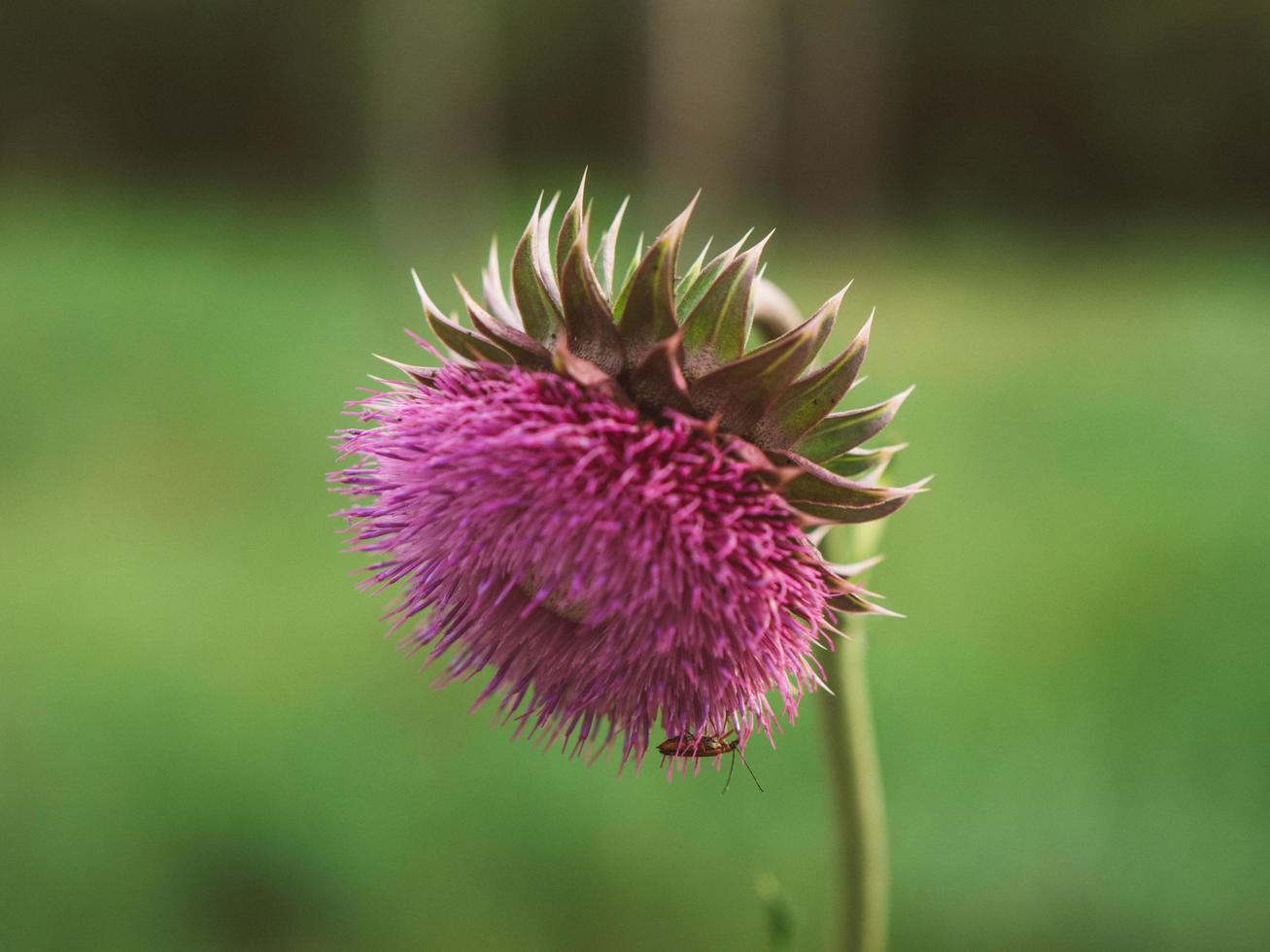 close-up van een distelbloem. roze stekelig pluimloos foto