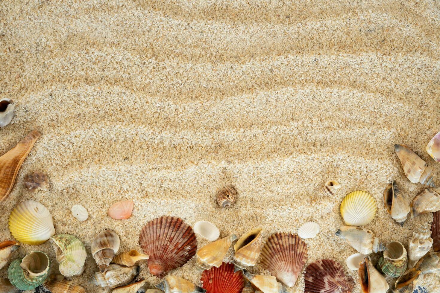 zee schelpen Aan zand kader kopiëren ruimte foto