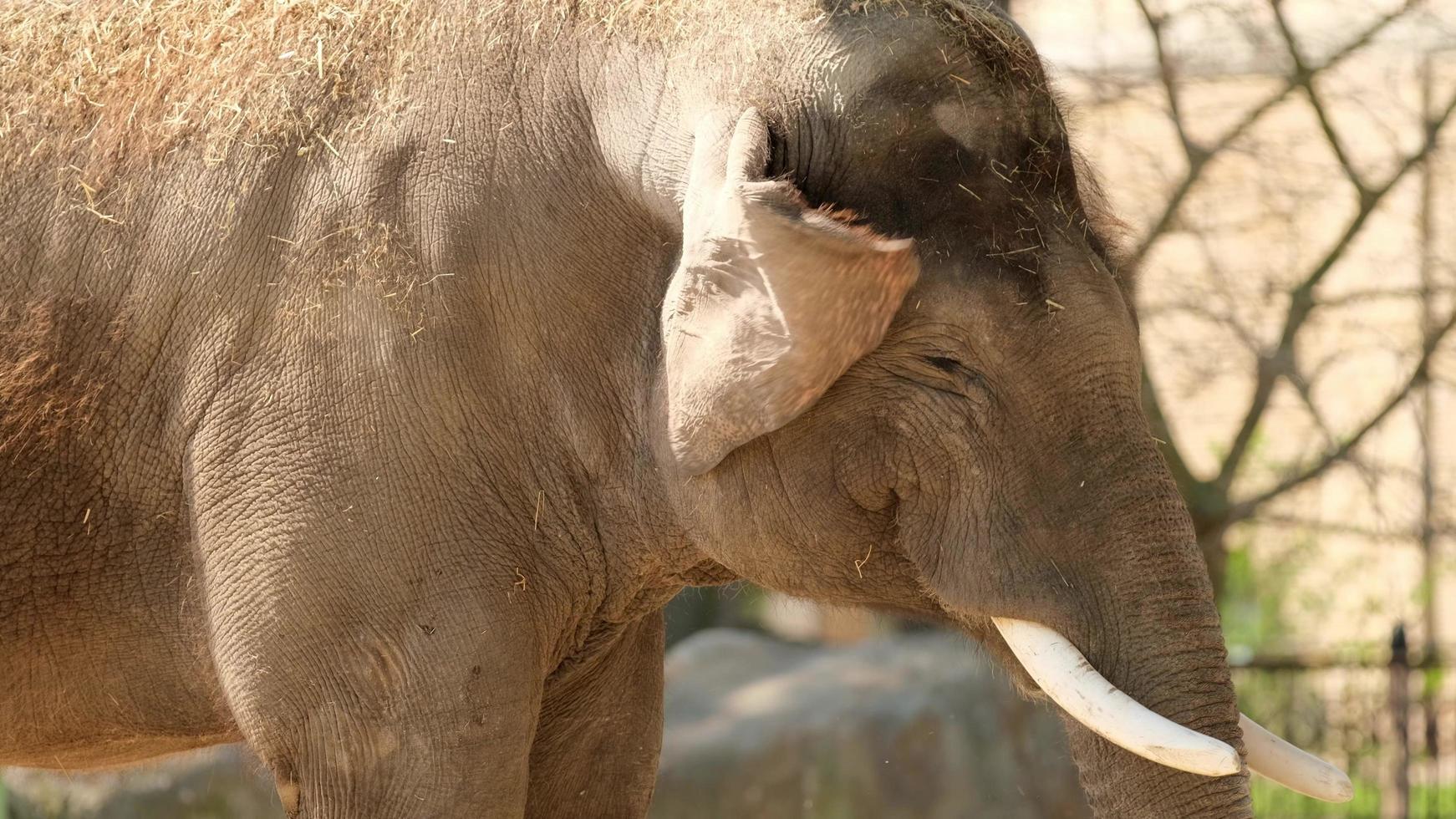 olifant kauwt op voedsel in dierentuin foto