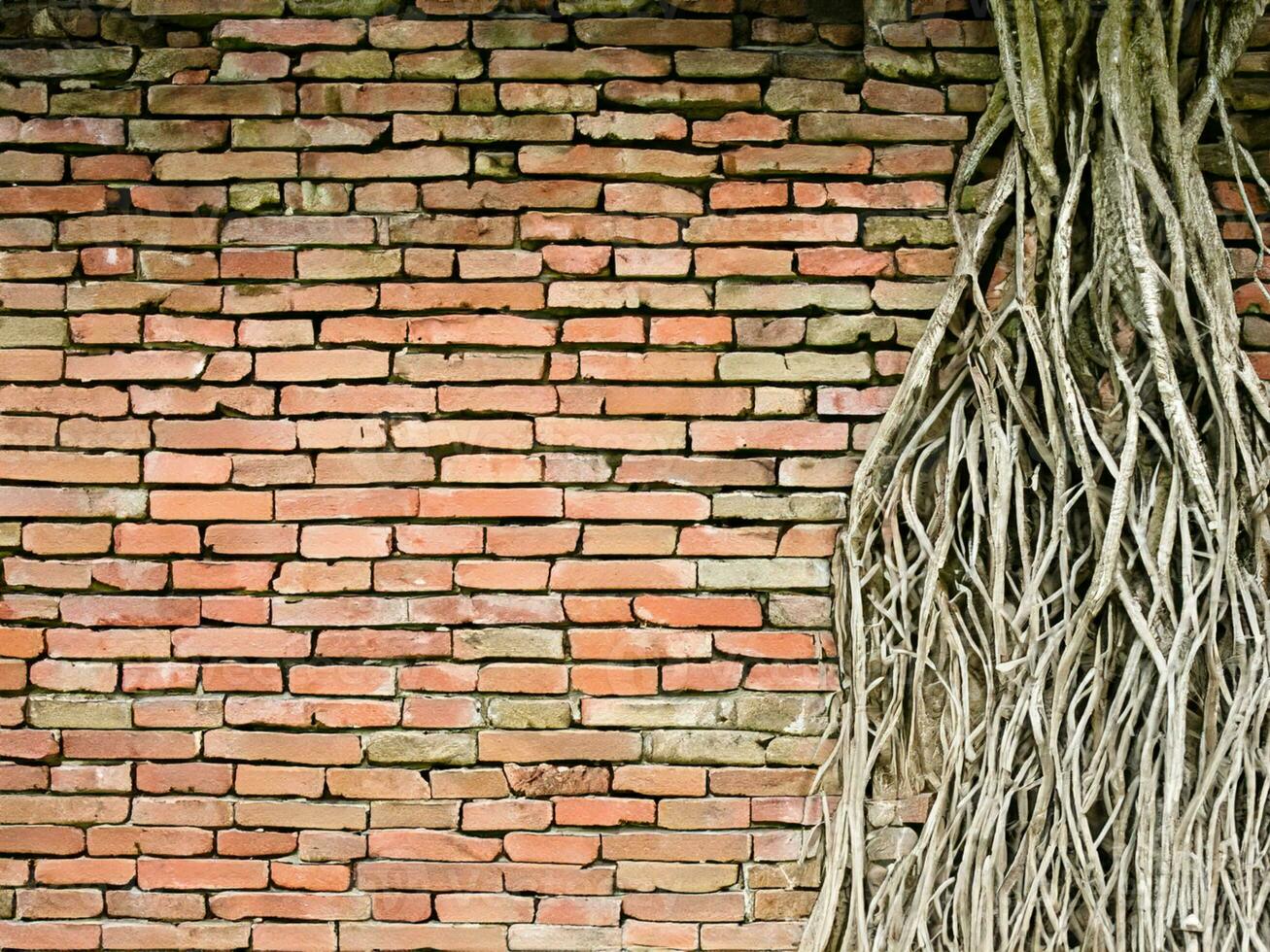 oud boom met steen muur achtergrond foto