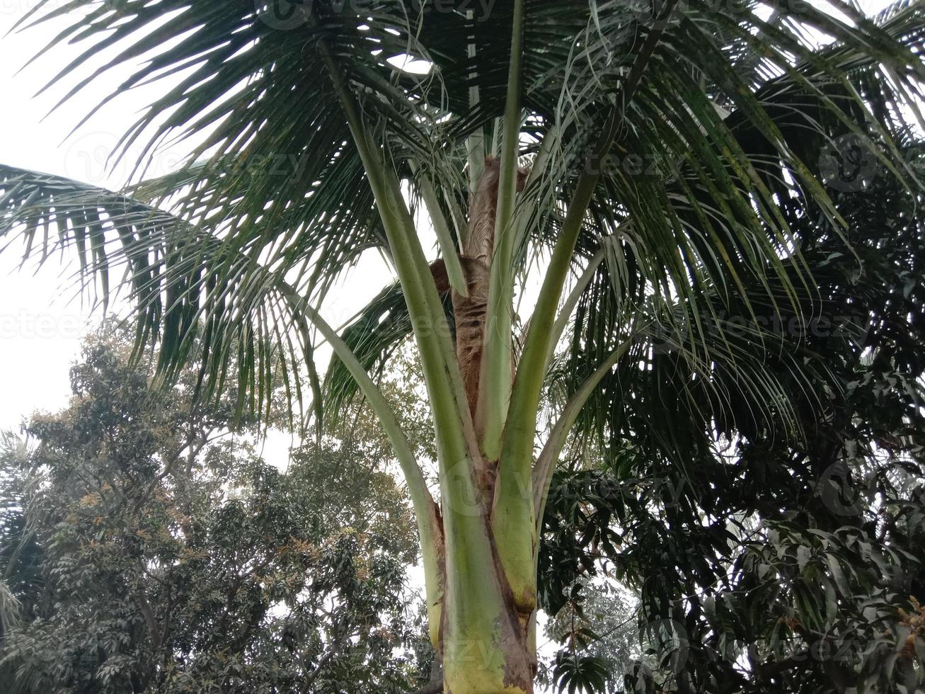 kokospalm op stevig foto