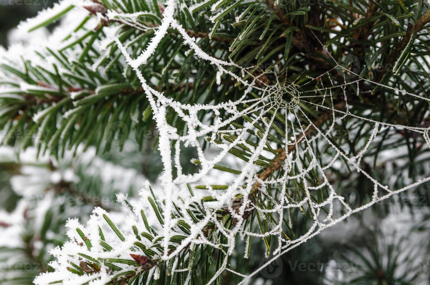 een bevroren spinnenweb in een dennenboom foto