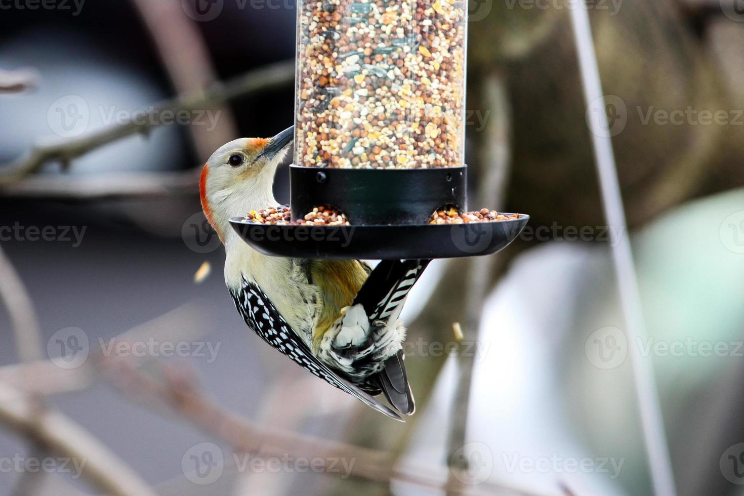 geelbuikspecht op vogelvoeder foto