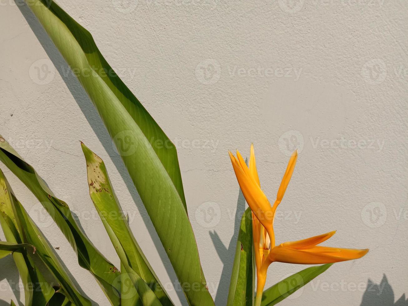 geel gekleurde mooie bloem close-up foto