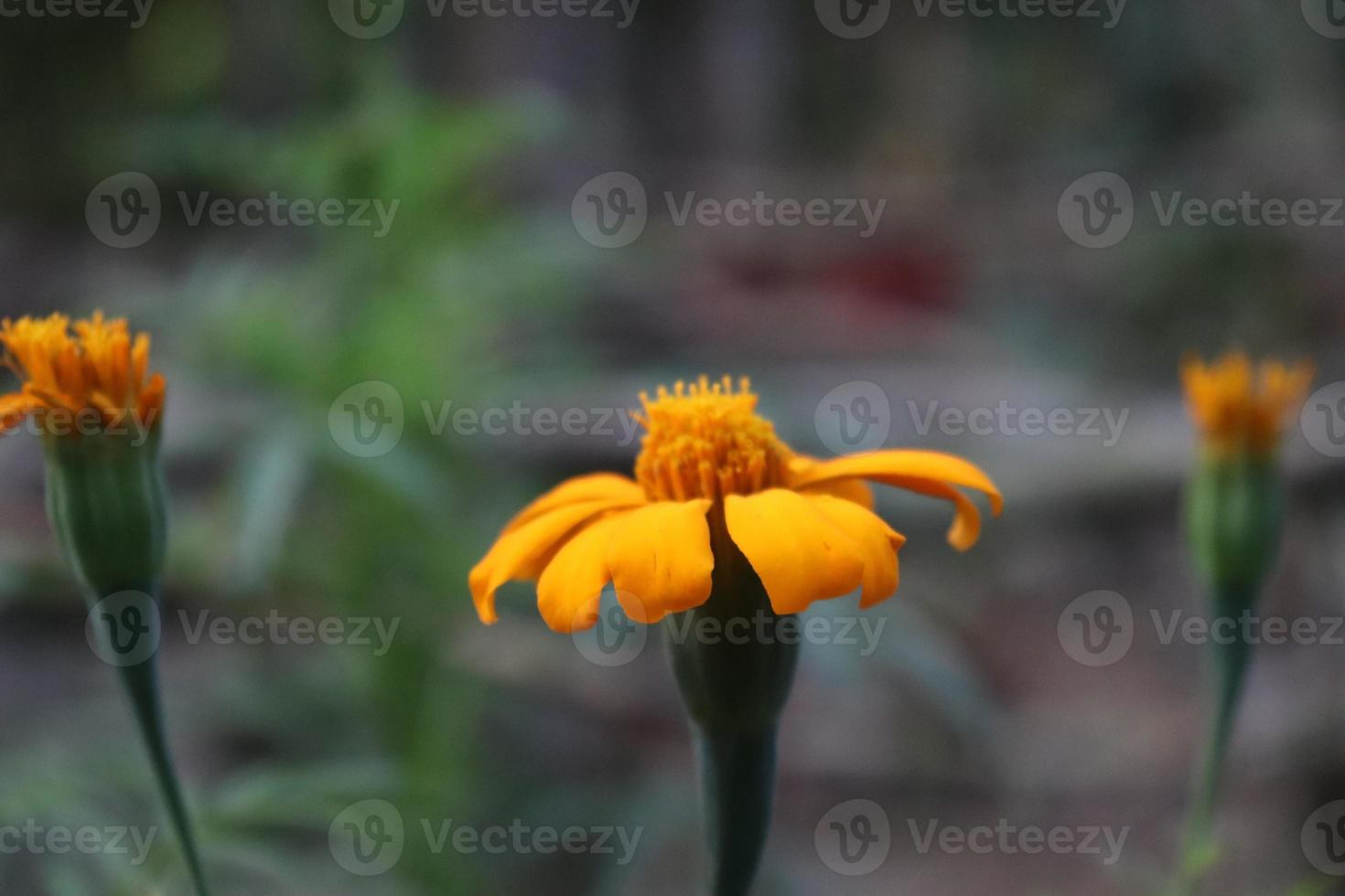 geel gekleurde mooie bloem op tuin foto